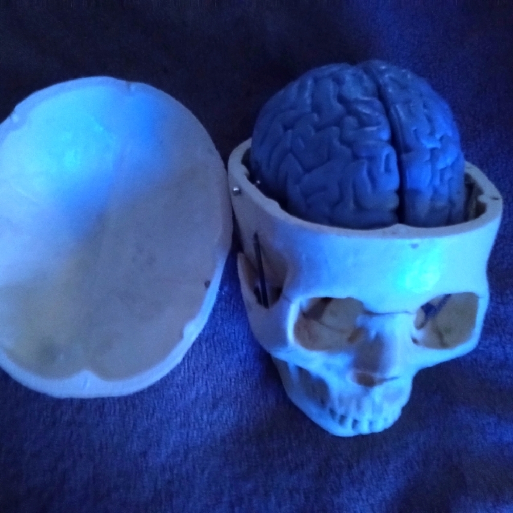 Medical Anatomy Student Human Skull replica for studying